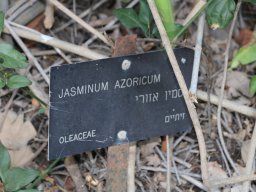 hava &raquo; Jasminum